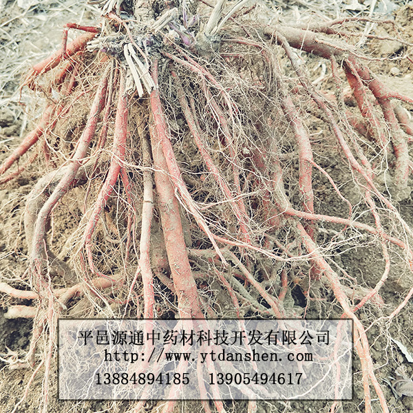 蒙山丹參苗直銷